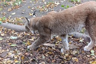 Gdański Ogród Zoologiczny jesienią