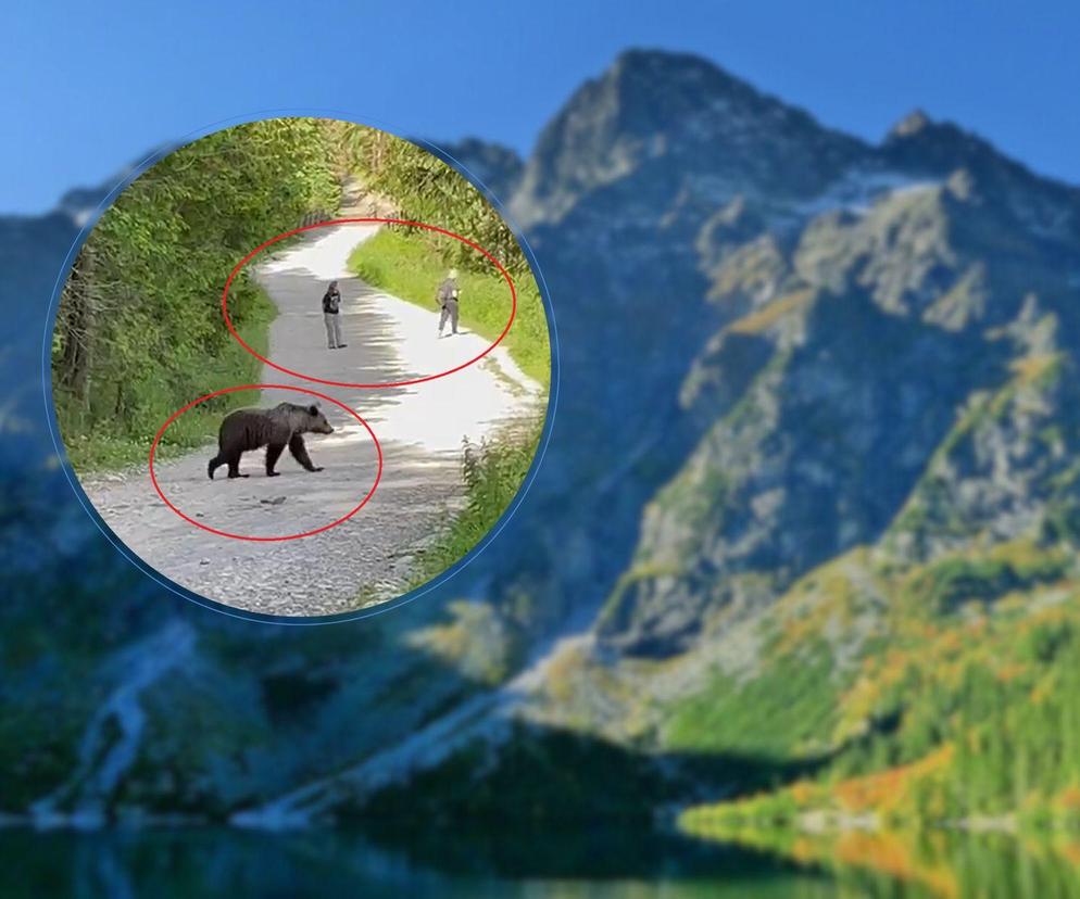 Turyści wyszli cało ze spotkania z niedźwiedziem