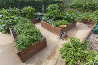 Ogród w skrzyniach - jakie warzywa posadzić w skrzyni? Jak zrobić grządki?