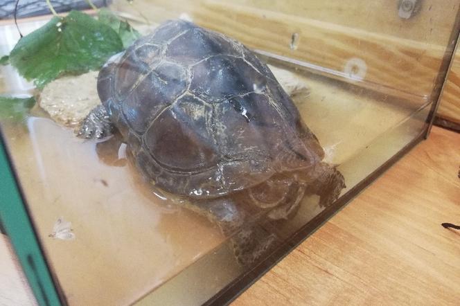 Żółw znaleziony przez mieszkańców jednego z bloków w Międzylesiu 