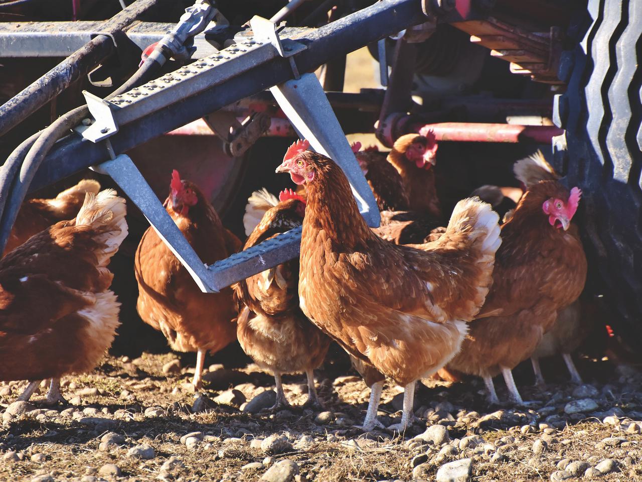 Ptasia grypa na Dolnym Śląsku. Czy to kolejna epidemia? 