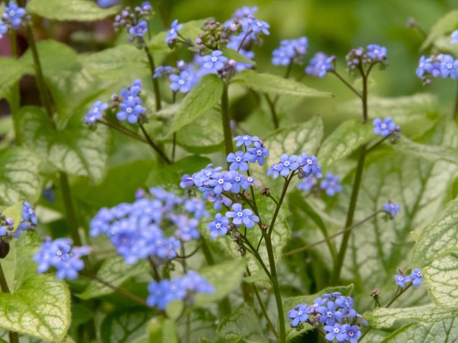 Brunnera wielkolistna