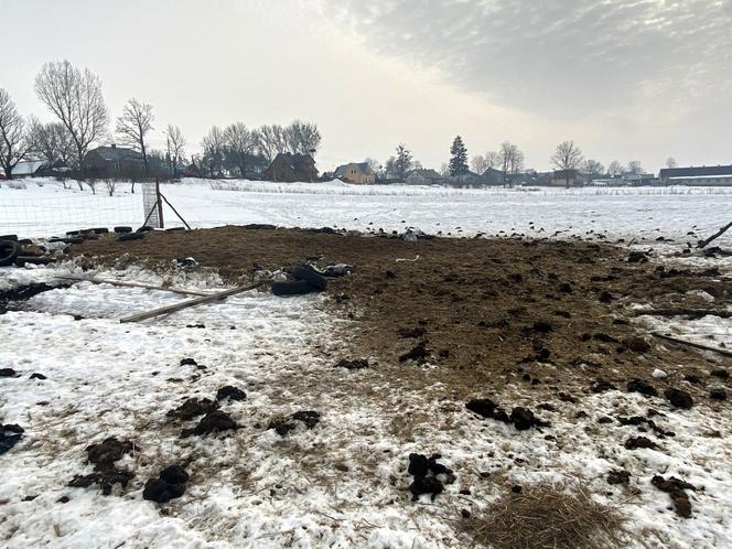 Żubry wyjadają nam jedzenie