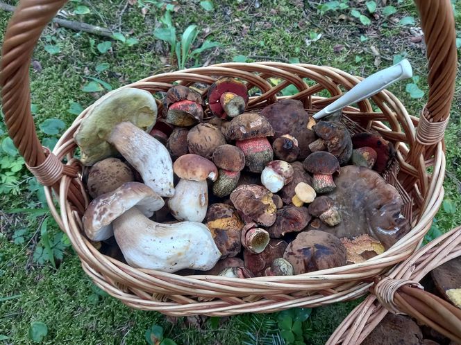 Taaaakie grzybobranie w Świetokrzyskiem. Królują borowiki szlachetne i ceglastopore