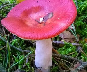 Ten gatunek grzyba potrafi zepsuć niemal każdą potrawę. Lepiej go omijać z daleka [GALERIA]