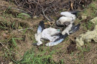 Żywioł nie oszczędził nawet bocianów. Nawałnica zabiła całą rodzinę