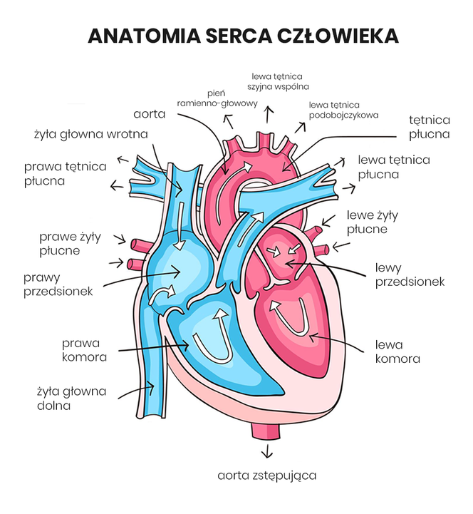 Anatomia serca człowieka