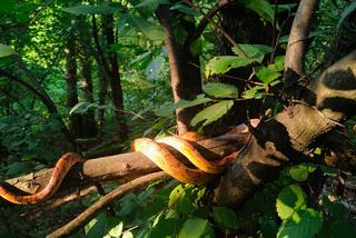 Kraków. Wąż zbożowy odłowiony w Parku Reduta. Wygrzewał się 1,5 metra nad ziemią