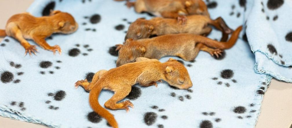 Dostały sztuczną dziuplę