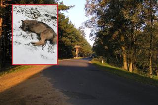 Wilk potrącony na drodze. Ważny apel przedstawicieli Kampinoskiego Parku Narodowego