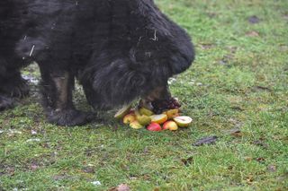 Niedźwiedzica Wolta z toruńskiego Zoo skończyła 40 lat!