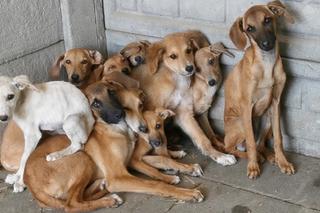 Emeryt umierał w swoim łóżku. Wokół stado psów. Gdy weszli do mieszkania, ich oczom ukazał się przerażający widok