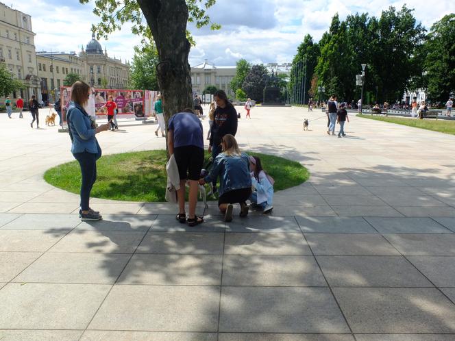 Szukały kochających ludzi na Placu Litewskim