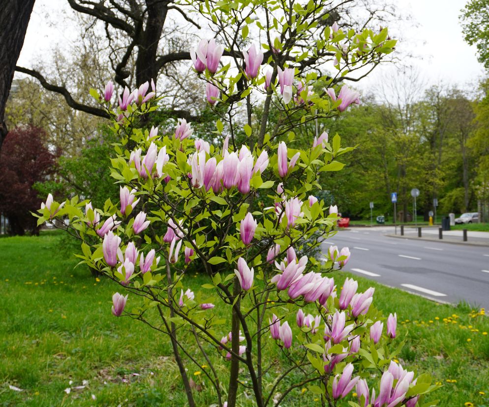 Szlak magnolii Szczecin