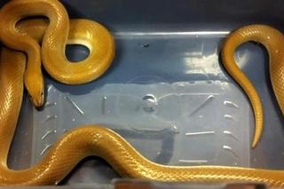 Wielki wąż leżał pod ławką na Żoliborzu! Do akcji ruszyli strażnicy