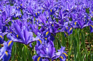 Kosaciec holenderski (Irys holenderski) - Iris x hollandica