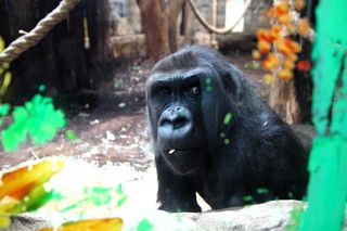 Nowe mieszkanki w ZOO Warszawa