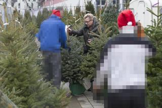 Kempa w choinkach! Tak minister kupuje bożonarodzeniowe drzewko [ZDJĘCIA PAPARAZZI]