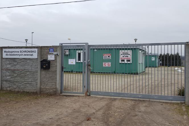 Schronisko dla bezdomnych zwierząt pod Lesznem nadal zamknięte