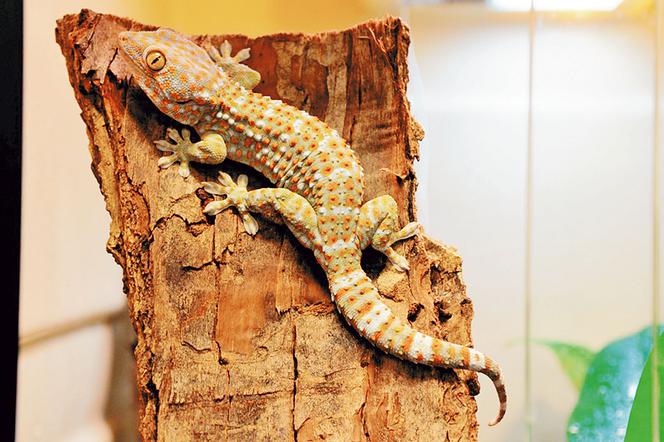 Tu zamieszkają zagrożone zwierzaki