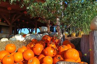 To prawdziwy raj dla jesieniar! Znajduje się niedaleko Gdańska! 
