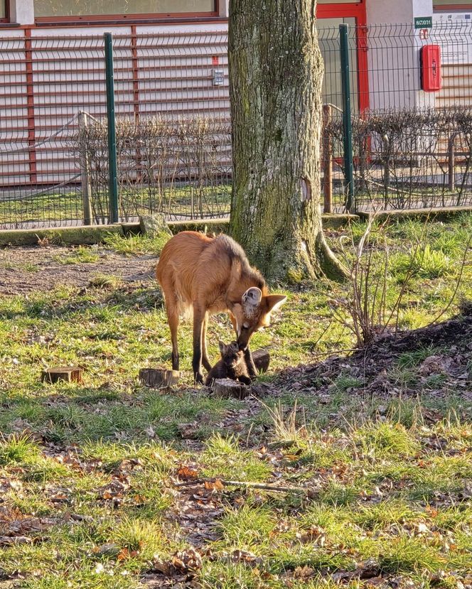 Pierwsze chwile młodych wilków z mamą 