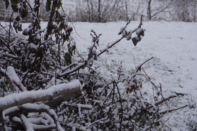 Zima w Świętokrzyskiem. Skarżysko-Kamienna (22.11.2024)