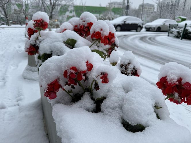 Śnieżny armagedon w Warszawie. Pierwszy atak zimy sparaliżował stolicę. Ogłoszono akcję ALFA