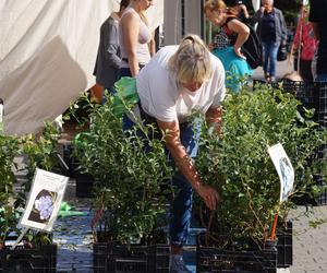 Jesienny Kiermasz Ogrodniczy 2023. Tłumy przy bydgoskim Torbydzie [ZDJĘCIA]