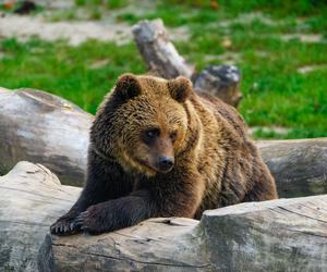 Eksmisja niedźwiedzicy z Wołkowyi. Zwierzak został przesiedlony