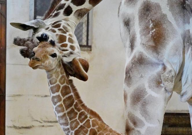 Mała żyrafa w zoo we Wrocławiu. Zobacz, jak poradziła sobie na swojej pierwszej sesji. Prawdziwy słodziak! 