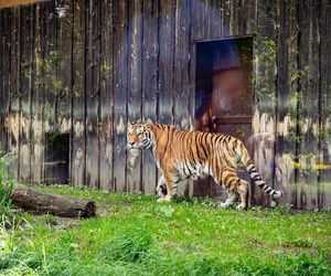 Nowy mieszkaniec w śląskim zoo. Tygrys Tiber już zachwyca odwiedzających 