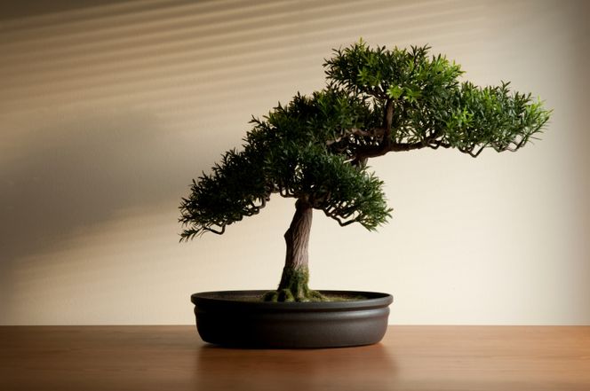 bonsai