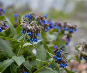 Miodunka miękkowłosa (Pulmonaria mollis)