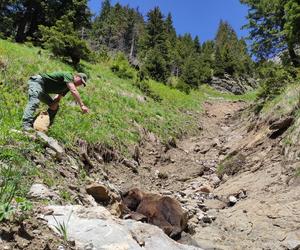 Straciła życie, uciekając przed samcem niedźwiedzia! Tragedia w Tatrach [ZDJĘCIA]