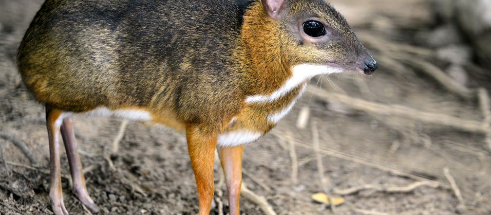 Myszojeleń z łódzkiego ZOO