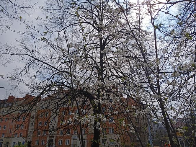 Wiosna w Gdańsku. Kwitną pierwsze drzewa i kwiaty. Zobaczcie nasze zdjęcia!