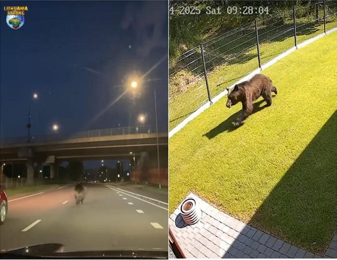 Niedźwiedź w Wilnie