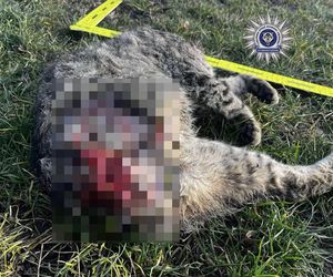 Nie dał się pogłaskać. 42-latek poćwiartował kota. Internauta: ZŁO, które trudno wyrazić słowami