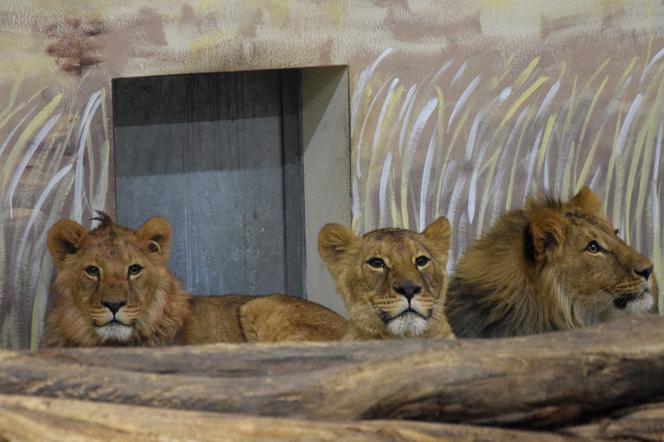 Zwierzęta z terenów ogarniętych wojną znalazły bezpieczne schronienie w poznańskim zoo