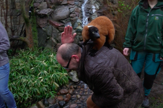 W poznańskim ZOO będzie można pogłaskać lemura!