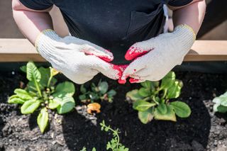 W Lublinie powstał ogród społeczny. „Zielony zakątek” to pierwsze takie miejsce w mieście