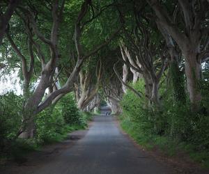 The Dark Hedges w Irlandii Północnej 