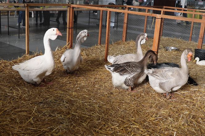 ZooPark ponownie przyciągnął do Targów Lublin tłumy miłośników zwierząt