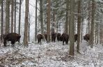 Powiększa się stado żubrów w Puszczy Rominckiej. Ile jest ich obecnie?