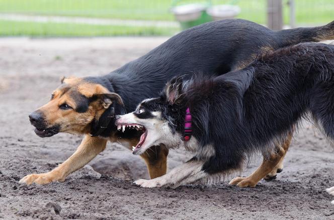                Jak reagować na agresywne psy. Porady ekspertów 