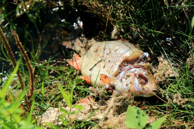 Kilka ton śniętych ryb w Odrze. Katastrofa ekologiczna we Wrocławiu? 