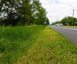 Dlaczego w Poznaniu nie koszą trawników?