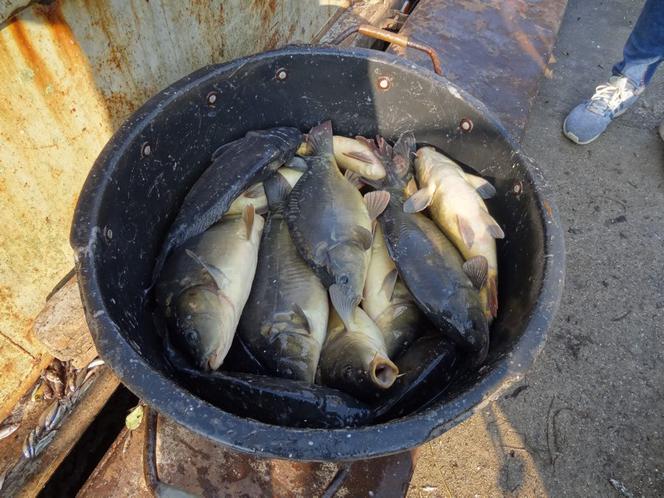 Karpie będą po 20 zł