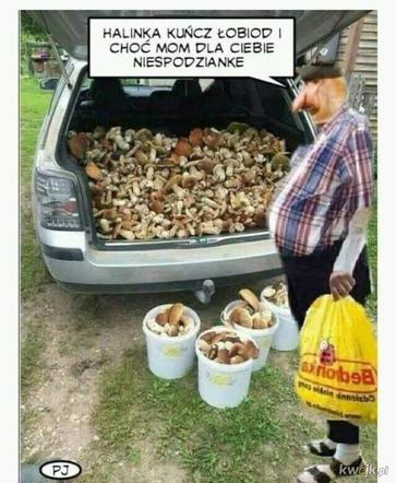 Nóż się w kieszeni otwiera i Janusz i szykuje się na grzyby! MEMY o grzybobraniu [GALERIA]